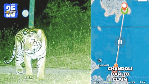 tiger and crocodile encounter Chandoli