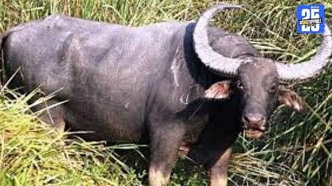 Wildlife Threat Grows: Sugarcane Farming Hit Hard by Wild Buffaloes