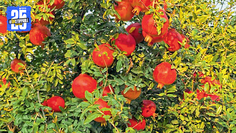 Pomegranate Farming Crisis