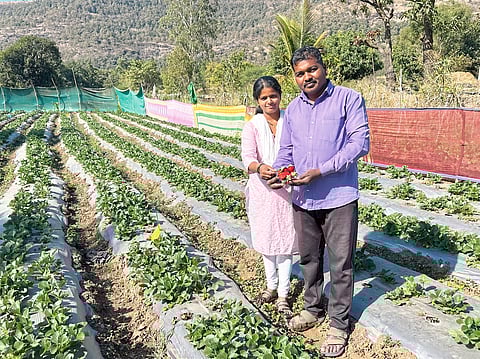 फुलवडे परिसरातील शेतकऱ्यांना स्ट्रॉबेरीची गोडी