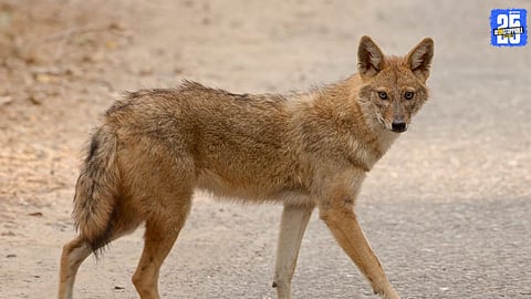 Panic Grips Area After Tragic Early-Morning Incident