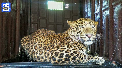 Leopard Rescue Readiness