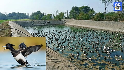 Arrival of European Ducks in Madha Region