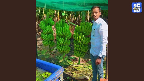 Samadhan Barakul in Yeramala farm showcasing G-9 bananas ready for export to Iraq.