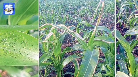 Rabi jowar crop worm attack in Gadhinglaj