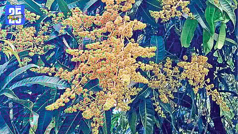 Sawantwadi Faces Artificial Water