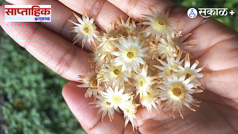 Premium|Fragrance and Memories : गंध आठवणींचा; साजूक तुपाच्या वासापासून ते पावसाच्या मृदगंधापर्यंतचा एक हळवा प्रवास!