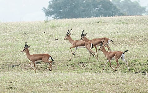 ‘कुरण सफारी’ची निसर्गप्रेमींना पर्वणी