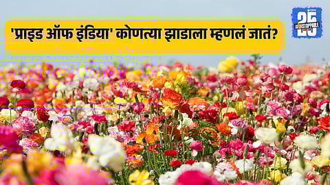 Year Round Flowering Trees Plants India Pride of India Jarul Madhu Kamini Champa Bougainvillea Evergreen Blooms
