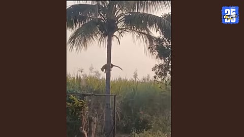 Leopard Spotted on Coconut Tree in Pimpri Khadki