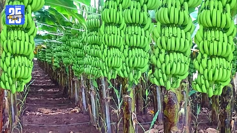 Banana Price Crash Hits Farmers