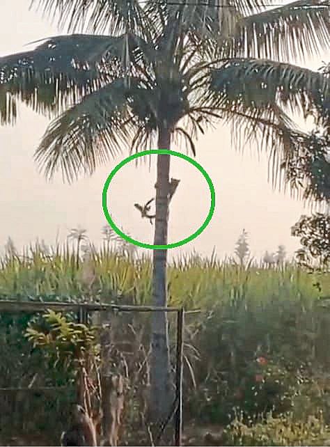 कामठेमळा परिसरात
नारळाच्या झाडावर बिबट्या