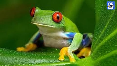 Ayurveda College Under Scanner After Ragging Video Goes Viral