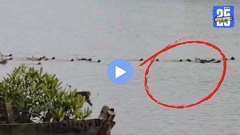 Viral wildlife Video