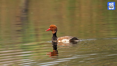 First Record of Red Crested Pochard in Junnar