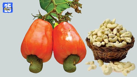 Cashew Variety