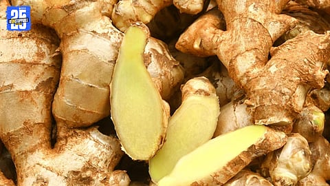 Indian Agriculture Ginger