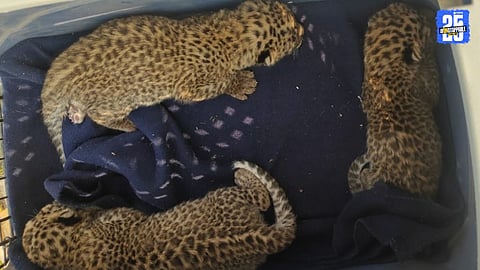 Mother Cow’s Agony Ends as Missing Calves Found Safe in Ambegaon Taluka