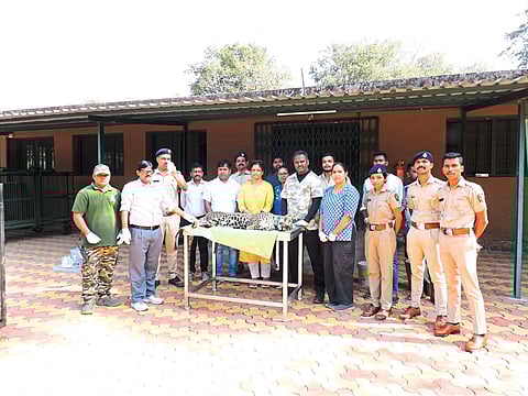 बिबट्याच्या हालचालींवर ‘जीपीएस’द्वारे देखरेख