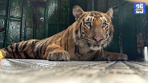 Conservation Efforts: PKCT-1 Tiger Moved to Safe Habitat