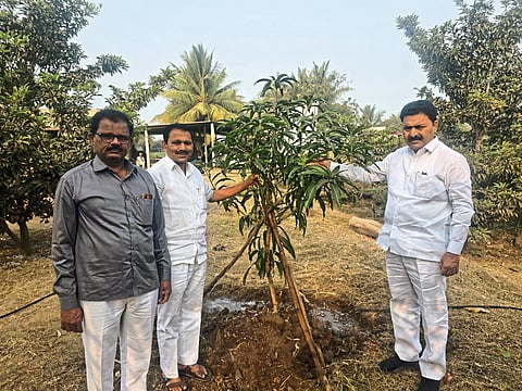 तावशी (ता. पंढरपूर) : येथील शिक्षक राजेंद्र आसबे यांच्या केशर आंब्याच्या झाडाची पाहणी करताना माजी आमदार दत्तात्रय सावंत.
