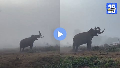 An elephant lifting its trunk toward the rising sun in the misty morning at Mudumalai Wildlife Sanctuary, captured during a jungle safari on New Year morning.