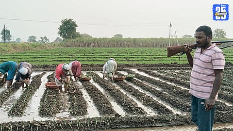 Leopard Menace in Rahuri: Farmers Guard Fields with Guns