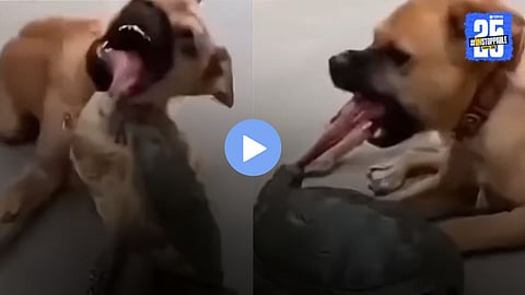 Viral Video : कासवाने खोडकर कुत्र्याला १० सेकंदांत शिकवला 'असा' कायमचा धडा, व्हिडिओ पाहून तुम्हीही व्हाल चकित