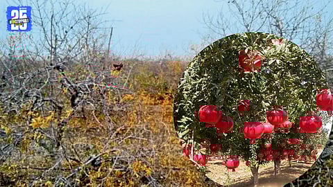 A farmer inspects a struggling pomegranate orchard in drought-prone Atpadi taluka.