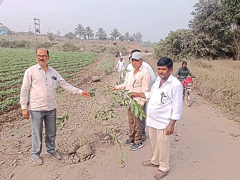 साळवाडीत रस्त्यावरील खड्ड्यांत वृक्षारोपण