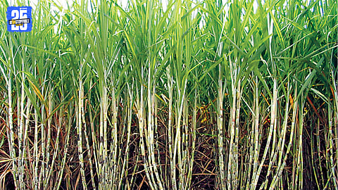 Sugarcane farmers supervising harvesting amid disputes over extra payments to cutters in Kasba Beed.