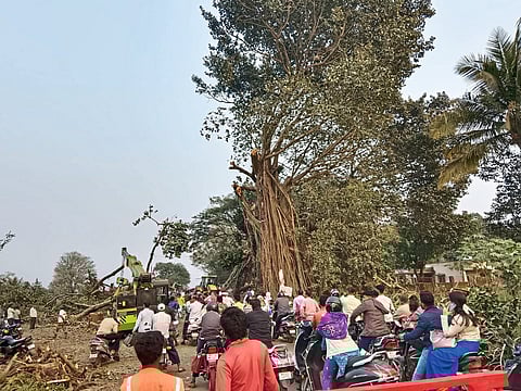 उत्रौलीच्या रामबाग परिसरात
झाडाची फांदी पडून एक जखमी