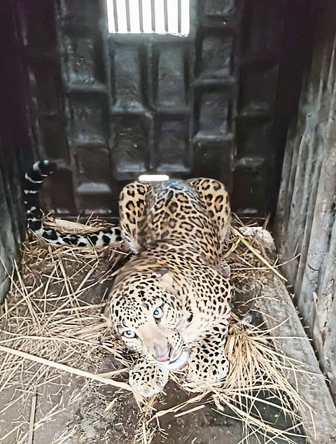 कवठे येमाईत बिबट मादी जेरबंद