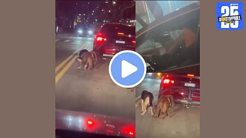 viral video captures two dogs, a German Shepherd named Marzipan and a Pitbull named Nougat, being dragged behind a red Volkswagen Passat in Long Island City, Queens, New York, highlighting a case of animal cruelty that led to the arrest of 68-year-old Dan Bujor.