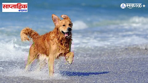 emotional Marathi story