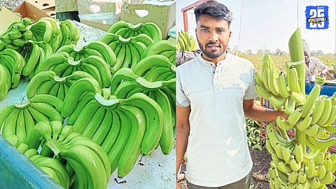 Young Farmer from Savargaon Earns Lakhs from Banana Farming on 2.5 Acres