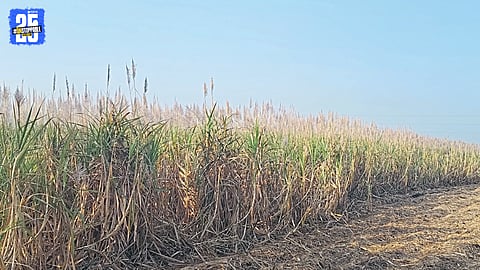 Flowered sugarcane standing in fields of Walwa taluka