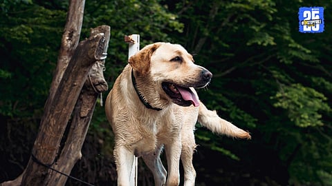 Supreme Court Makes Key Remark On Stray Dog Bite Compensation