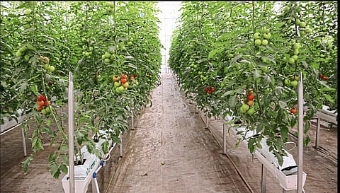 हायड्रोपोनिक्स तंत्रज्ञानाद्वारे शेती शक्य