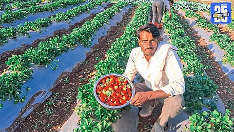 Strawberry Cultivation Transforms Melghat Farmers’ Income