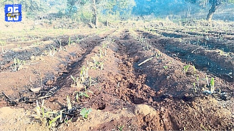 Gaur herds damage sugarcane and fodder crops in farmlands near Shirgaon.