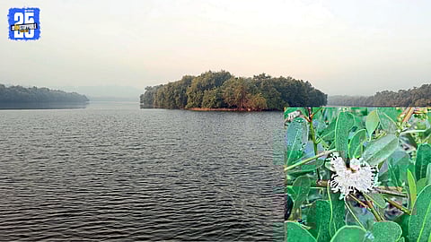 Students and researchers explore mangrove forests during a study tour at Karla–Chinchkhari creek in Ratnagiri.