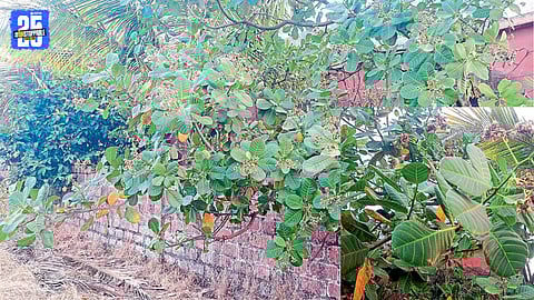 Cashew trees in full bloom in Pavas as cold weather creates favorable growing conditions.