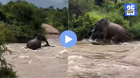 A mother elephant bravely rescues her calf from a fast-flowing river in Kruger National Park, showcasing the powerful bond of wildlife motherhood.