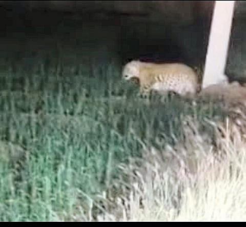 न्हावऱ्याच्या तरटे-तांबे वस्तीत
सातत्याने बिबट्याचे दर्शन