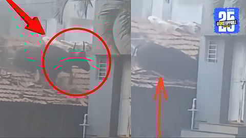 Kolhapur village wildlife incident