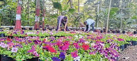 घोरपडी : एम्प्रेस गार्डन येथे ता. २३ जानेवारीपासून भरणाऱ्या पुष्प प्रदर्शनाच्या पार्श्वभूमीवर गार्डनमध्ये रंगीबेरंगी फुलांची मांडणी व सजावट तयारीचे काम अंतिम टप्प्यात आले आहे.