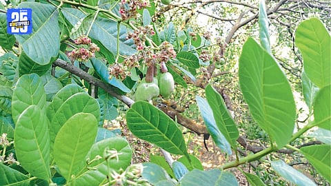 Cashew trees in full bloom but low fruit set due to adverse weather conditions in Sindhudurg.