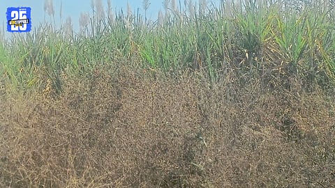 Standing sugarcane crop in Ranjani region awaiting transport to sugar mills.