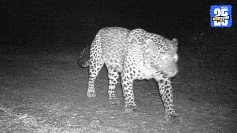 Leopard attack Junnar